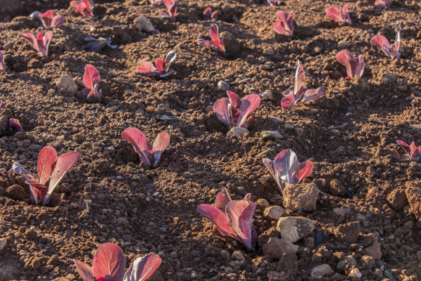 2400-red-baby-lettuce-cultivation