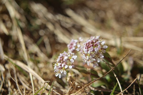 large-thlaspi-caerulescens-the-alpine-penny-cress-in-macro-shot