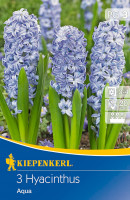 Kiepenkerl Hyazinthe Aqua