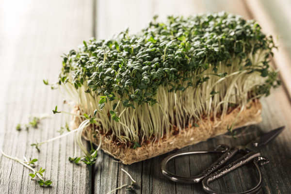 large-garden-cress-young-plants