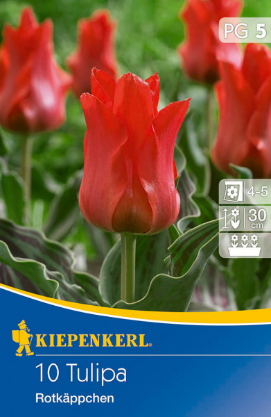 Produktbild von Kiepenkerl Greigii-Tulpe Rotkäppchen mit Detailaufnahme der roten Blüten und Verpackung die Produktname und Pflanzinformationen zeigt