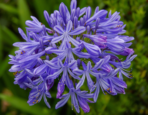 agapanthus-426250_1920-1