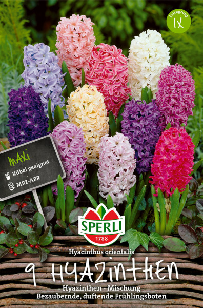 Produktbild von Sperli Maxi Hyazinthen Mischung mit verschiedenen farbigen Hyazinthen und Verpackungsinformationen in einem Gartenambiente.