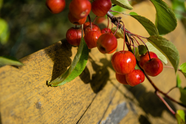 malus-2920624_1920