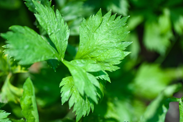 large-leaf-celery-in-the-garden-vegetable-green-celery-leaves-for-food