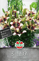 Sperli Lilie Curitiba