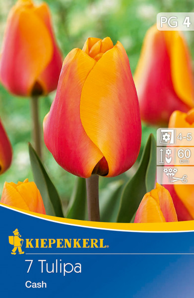 Produktbild Kiepenkerl Darwin-Hybrid-Tulpe Cash mit Bild von roten und gelben Tulpen und Informationen zu Pflanzzeit und Wuchshöhe