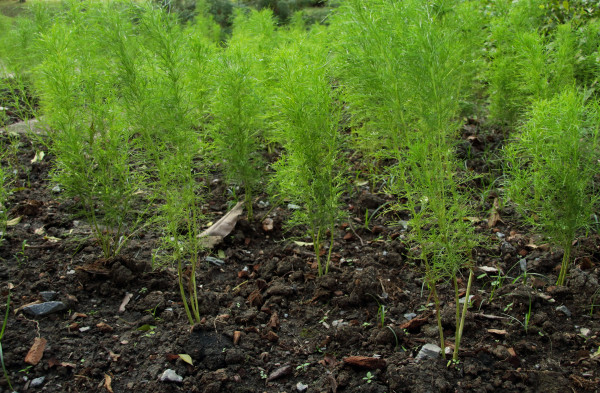 2400-green-trees-of-dog-fennel-or-thoroughwort-crop-on-dark-brown-soil-thailand-leaf-shape-look-like-feathery-or-line