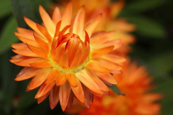 flower-7171027_1920