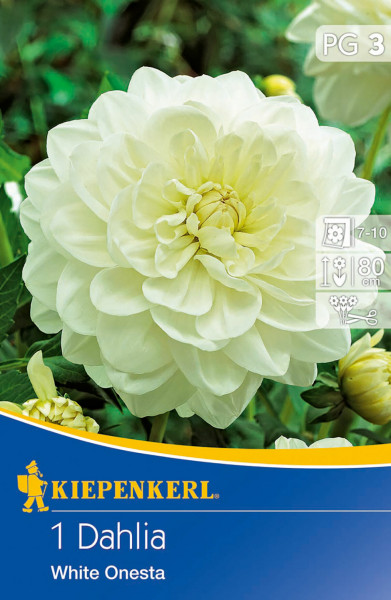 Produktbild der Kiepenkerl Seerosen-Dahlie White Onesta mit Darstellung der weißen Blüte und Verpackungsinformationen.