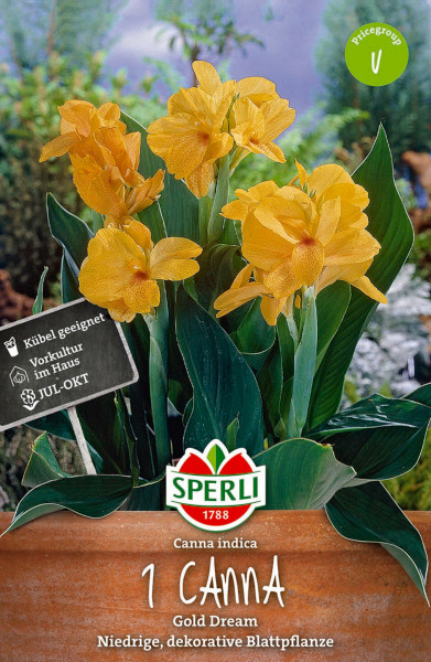 Produktbild von Sperli Blumenrohr Gold Dream mit gelben Blüten und Hinweisen zur Kübelgeeignetheit und Vorkultur im Haus sowie der Blütezeit von Juli bis Oktober.