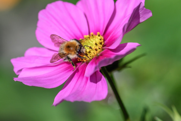 bumblebee-7487455_1920