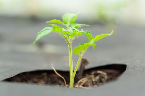 large-young-sprouted-tomato-plant-growing-out-of-the-ground
