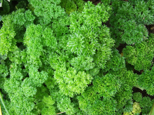 parsley-341936_1920