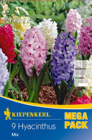 Kiepenkerl Mega-Pack Hyazinthe Mischung