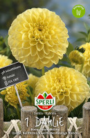 Sperli Dahlie Boom Boom Yellow