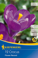 Produktbild von Kiepenkerl Großblumiger Krokus Flower Record mit lila Blüten und Verpackungsdesign das Produktinformationen und Pflanzanleitung zeigt Produktbild von Kiepenkerl Großblumiger Krokus Flower Record mit lila Blüten und Verpackungsdesign das Produktinformationen und Pflanzanleitung zeigt