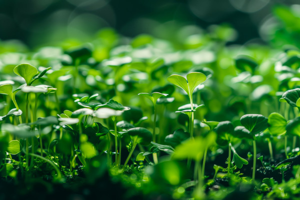 2400-a-close-up-of-a-microgreen-plants-growing-in-a-field