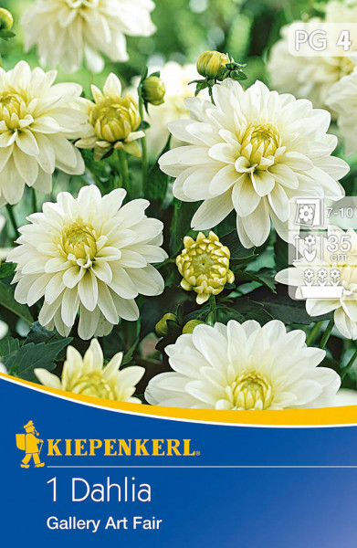 Produktbild von Kiepenkerl Kübel- und Beet-Dahlie Gallery Art Fair mit Darstellung der weißen Blüten und Verpackungsdesign.
