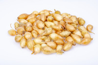 Vorschau: 2400-small-dutch-onion-sets-for-planting-in-ground-studio-photo Vorschau: 2400-small-dutch-onion-sets-for-planting-in-ground-studio-photo