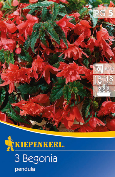 Produktbild von Kiepenkerl Hängende Knollenbegonie Rot mit blühenden Pflanzen und Verpackungsdesign samt Pflegehinweisen