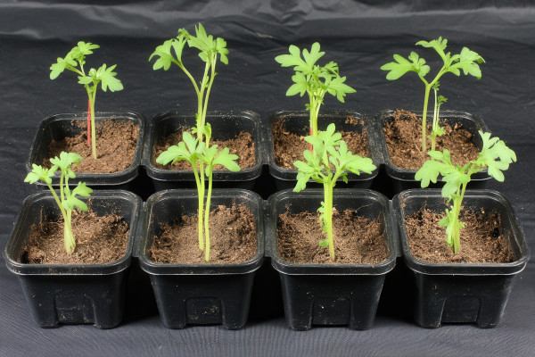 large-young-plants-growing-in-pots-with-soil