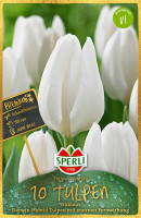 Sperli Premium Darwin-Hybrid-Tulpe Hakuun