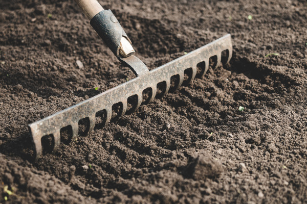 2400-farmer-prepares-the-soil-with-a-rake-before-planting-plantsnO9aei08RHrTC