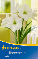 Kiepenkerl Ritterstern Amaryllis Weiß