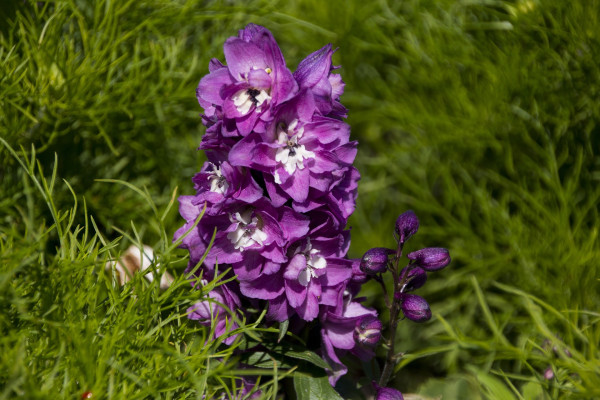 larkspur-4351316_1920