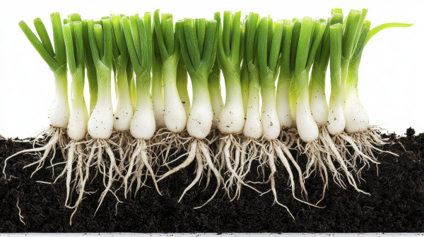 large-discover-the-freshness-a-close-up-of-vibrant-green-onions-growing-in-rich-soil-revealing-their-intricate-root-systems-and-natural-beauty-explore-the-details-of-healthy-scalli