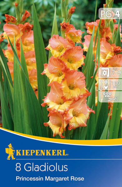 Produktbild von Kiepenkerl Großblumige Gladiole Princessin Margaret Rose mit Nahaufnahme blühender Gladiolen in Orange und Gelb vor grünem Hintergrund sowie Verpackungsdesign mit Produktinformationen.