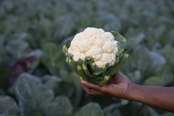 2400-hand-holding-fresh-organic-cauliflower-with-the-blurry-background