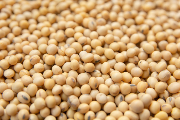 large-close-up-of-soybeans