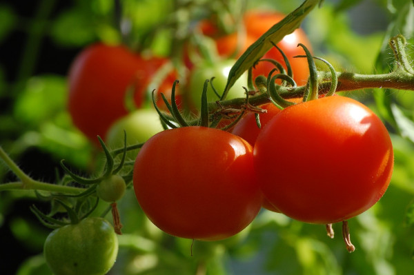 tomato-2643774_1280-1