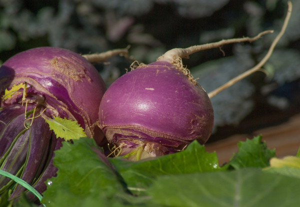 turnips-2097780_1920