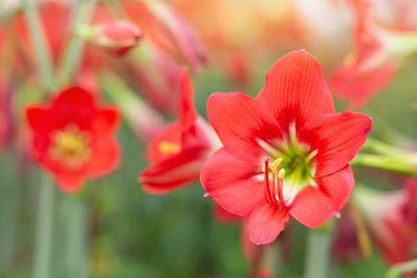red-flower-background