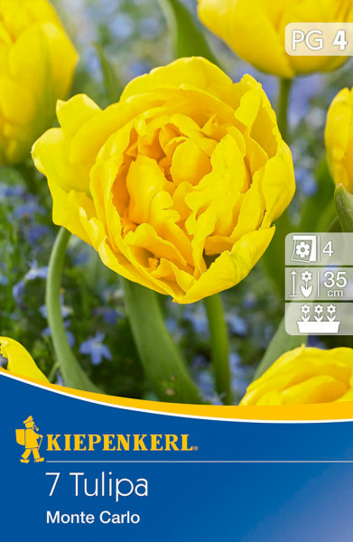 Produktbild Kiepenkerl Gefüllte frühe Tulpe Monte Carlo mit gelben Blüten und Verpackungsinformationen im Vordergrund
