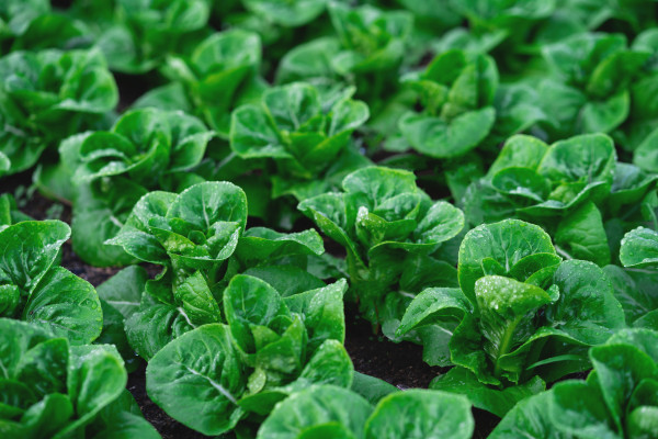 large-a-field-of-green-lettuce-plants-the-plants-are-all-the-same-size-and-are-growing-in-a-row