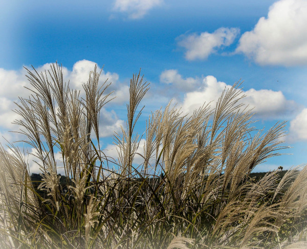 ornamental-grass-188422_1920