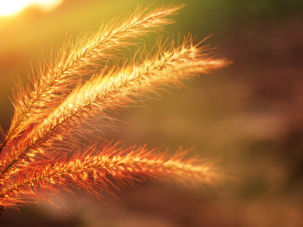 2400-scenery-of-flowers-grass-and-the-light-of-the-sun-shining