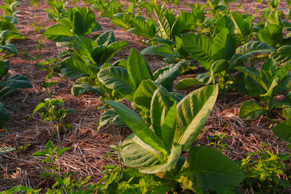 2400-large-leaf-tobacco-plants-growing-on-tobacco-farmland