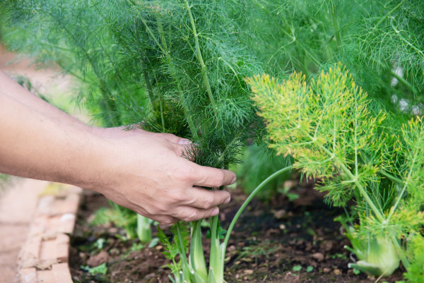 2400-man-in-organic-fennel-garden-chiangmai-thailandQju4mqEl3QElS
