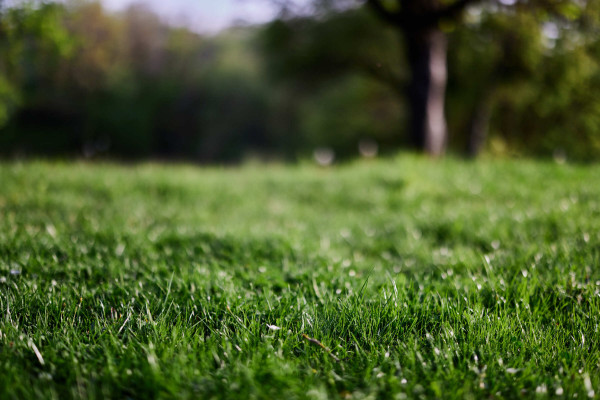 large-fresh-green-grass-in-an-alpine-meadow-in-sunlight