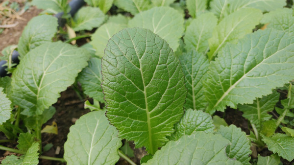 large-leafy-delight-japanese-giant-red-mustard-greens-in-garden-setting