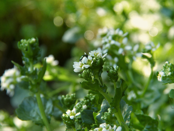 bavarian-spoon-herb-3352536_1920