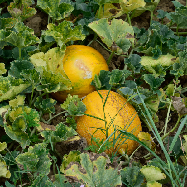 2400-the-growing-melon-in-the-field-1