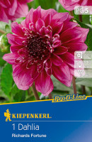 Kiepenkerl Anemonenblütige Dahlie Richards Fortune