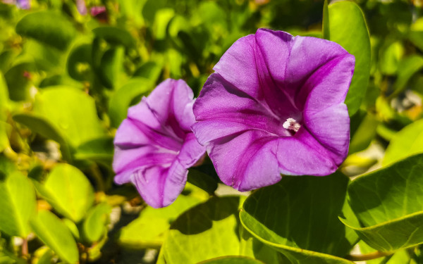 2400-pink-purple-morning-glory-goats-foot-creeping-beach-flower-mexico