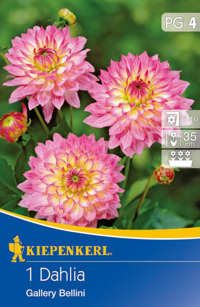 Produktbild von Kiepenkerl Kübel- und Beet-Dahlie Gallery Bellini mit der Darstellung von rosa-gelben Blüten und Informationen zur Pflanzenpflege.